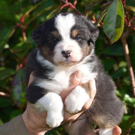 chiot Berger australien Noir tricolore (yeux noisettes) Sanka du Domaine de Keravel DOMAINE DE KERAVEL