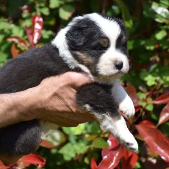 chiot Berger australien Noir tricolore (yeux noisettes) Saya du Domaine de Keravel DOMAINE DE KERAVEL