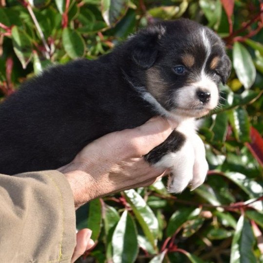 chiot Berger australien Noir tricolore (yeux noisettes) Seattle Dream's DOMAINE DE KERAVEL