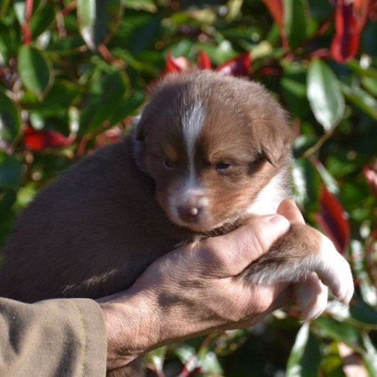 chiot Berger australien Rouge tricolore (yeux ambres) Seiko du Domaine de Keravel DOMAINE DE KERAVEL