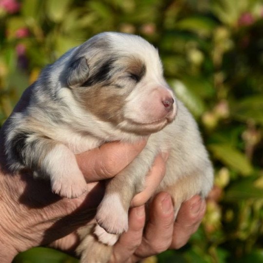 chiot Berger australien Bleu merle (yeux noisettes) Sequoia du Domaine de Keravel DOMAINE DE KERAVEL