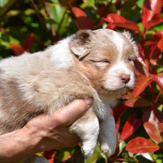 chiot Berger australien Rouge merle (yeux bleus) Shaney du Domaine de Keravel DOMAINE DE KERAVEL