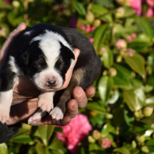 chiot Berger australien Noir tricolore (yeux noisettes) Sienna du Domaine de Keravel DOMAINE DE KERAVEL