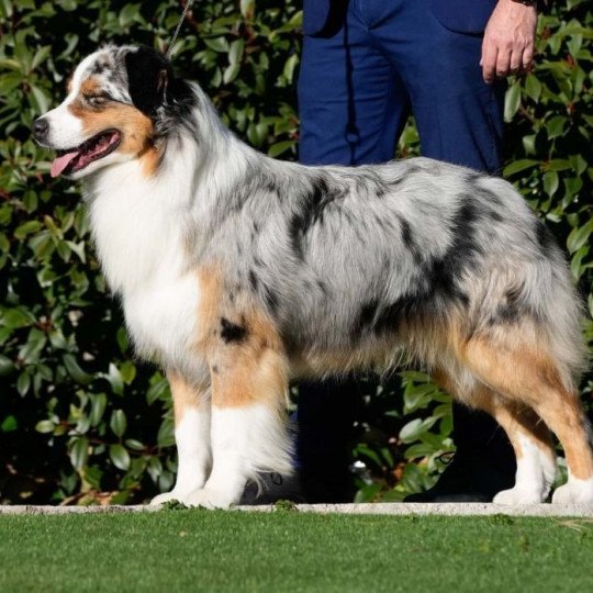 chiot Berger australien Bleu merle (yeux particolores) Silver Mountain Dream DOMAINE DE KERAVEL