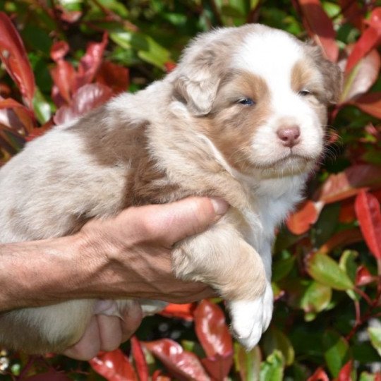 chiot Berger australien Rouge merle (yeux ambres) Simba du Domaine de Keravel DOMAINE DE KERAVEL