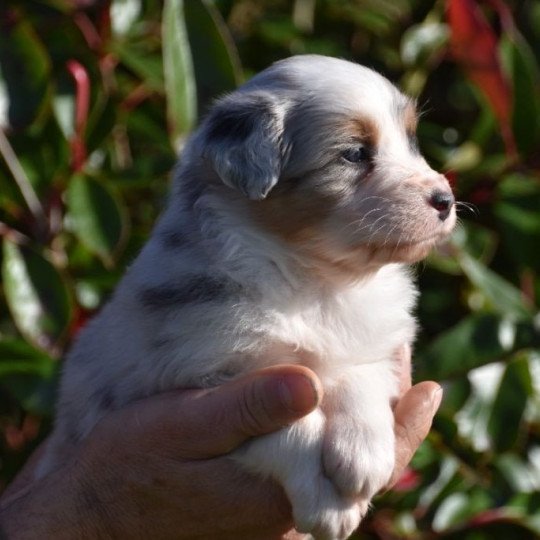 chiot Berger australien Bleu merle (yeux noisettes) Sir Pixel du Domaine de Keravel DOMAINE DE KERAVEL