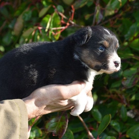 chiot Berger australien Noir tricolore (yeux noisettes) Sleepy du Domaine de Keravel DOMAINE DE KERAVEL