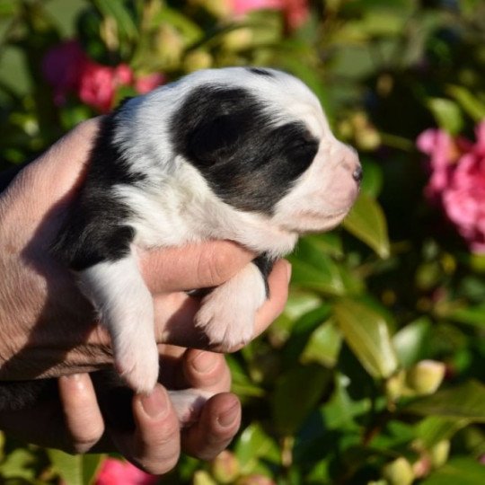 chiot Berger australien Noir tricolore (yeux noisettes) Sorsha DOMAINE DE KERAVEL