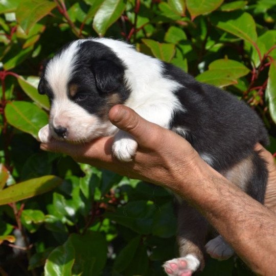 chiot Berger australien Noir tricolore (yeux bleus) Sox du Domaine de Keravel DOMAINE DE KERAVEL