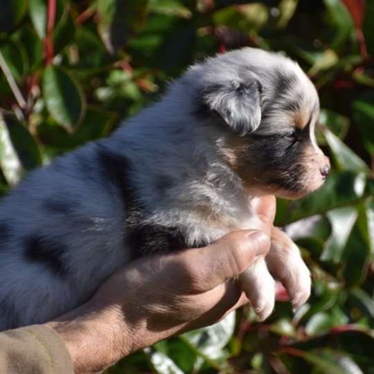 chiot Berger australien Bleu merle (yeux noisettes) Sparkle du Domaine de Keravel DOMAINE DE KERAVEL