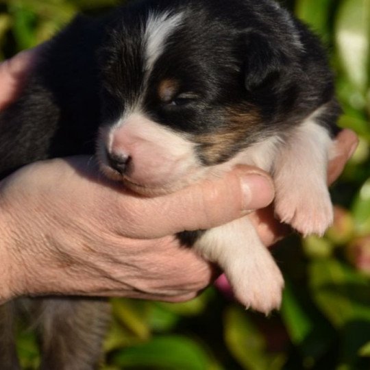 chiot Berger australien Noir tricolore (yeux noisettes) Spy du Domaine de Keravel DOMAINE DE KERAVEL