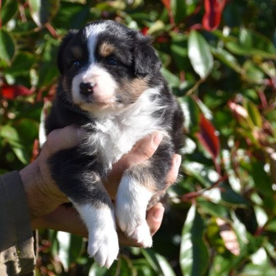 chiot Berger australien Noir tricolore (yeux noisettes) Sully du Domaine de Keravel DOMAINE DE KERAVEL