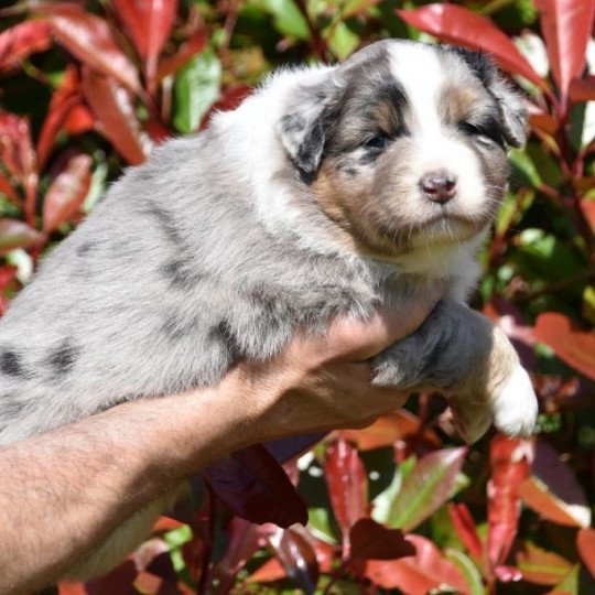 Sunshine Lily du Domaine de Keravel Femelle Berger australien