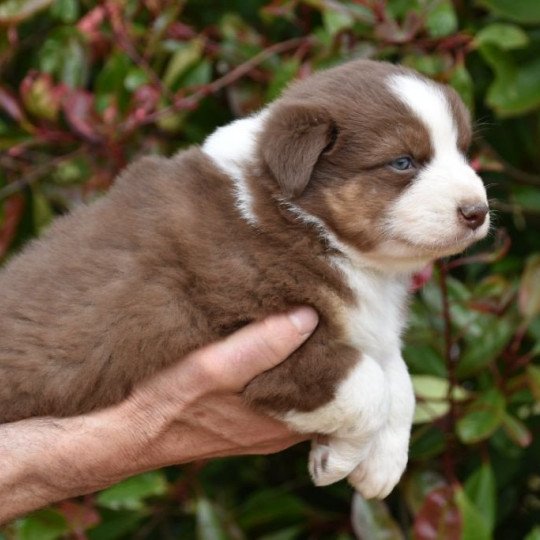 chiot Berger australien Rouge tricolore (yeux vairons) Taico du Domaine de Keravel DOMAINE DE KERAVEL