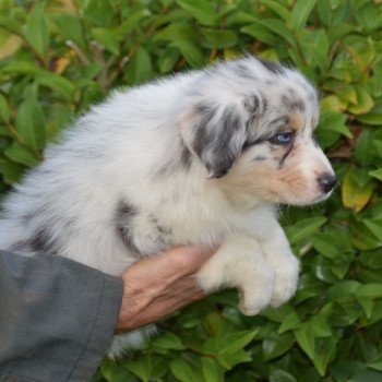 chiot Berger australien Bleu merle (yeux bleus) Taiko du Domaine de Keravel DOMAINE DE KERAVEL