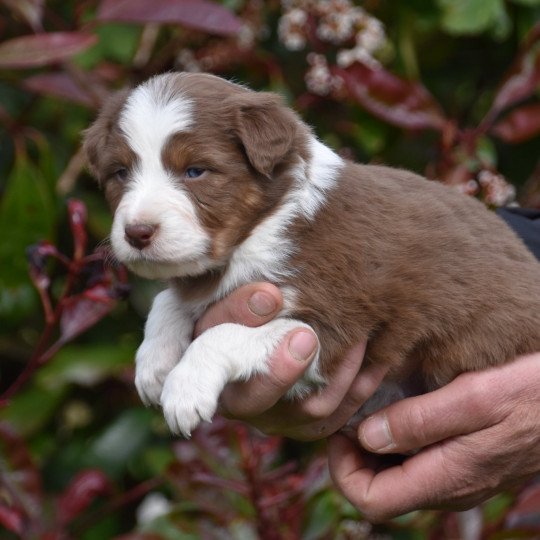 chiot Berger australien Rouge tricolore (yeux vairons) Taiko du Domaine de Keravel DOMAINE DE KERAVEL