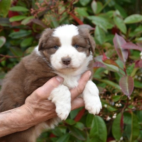 chiot Berger australien Rouge tricolore (yeux ambres) Talya du Domaine de Keravel DOMAINE DE KERAVEL