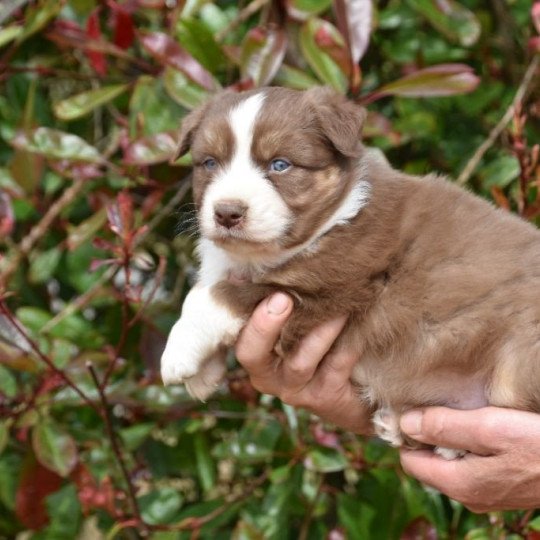 chiot Berger australien Rouge tricolore (yeux bleus) Tao du Domaine de Keravel DOMAINE DE KERAVEL