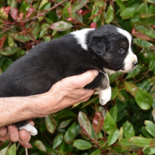 chiot Berger australien Noir tricolore (yeux noisettes) Tara du Domaine de Keravel DOMAINE DE KERAVEL