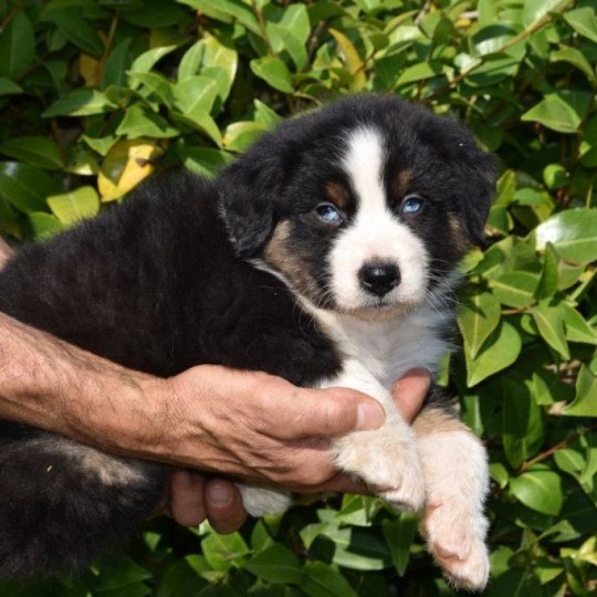 chiot Berger australien Noir tricolore (yeux bleus) Tarcan du Domaine de Keravel DOMAINE DE KERAVEL