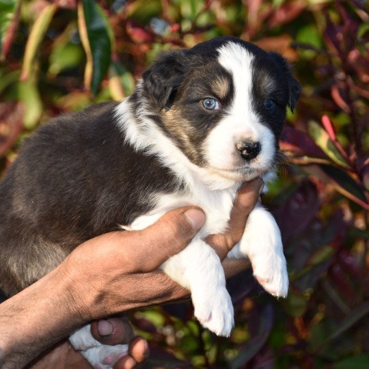 chiot Berger australien Noir tricolore (yeux noisettes) Tarmac du Domaine de Keravel DOMAINE DE KERAVEL