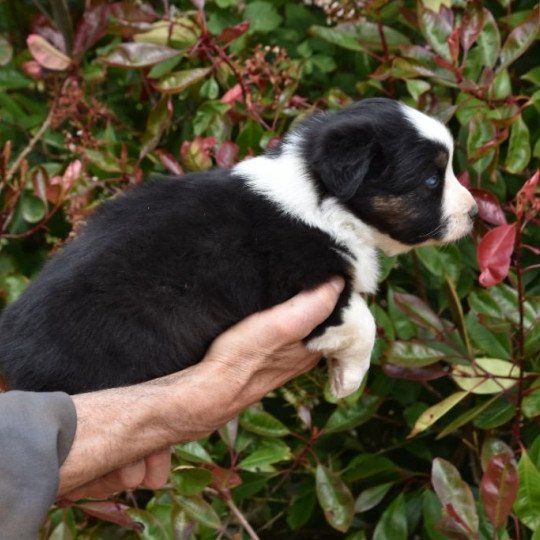 chiot Berger australien Noir tricolore (yeux bleus) Taya du Domaine de Keravel DOMAINE DE KERAVEL