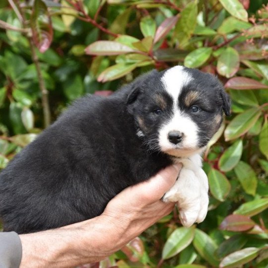 chiot Berger australien Noir tricolore (yeux noisettes) Tessio du Domaine de Keravel DOMAINE DE KERAVEL