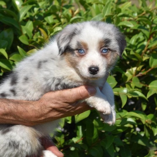chiot Berger australien Bleu merle (yeux bleus) Texaloula Star du Domaine de Keravel DOMAINE DE KERAVEL