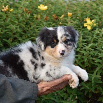 chiot Berger australien Bleu merle (yeux noisettes) Texas du Domaine de Keravel DOMAINE DE KERAVEL