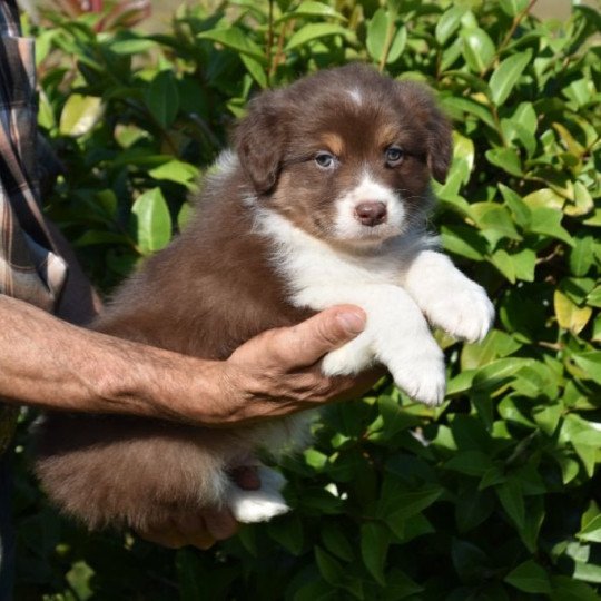 chiot Berger australien Rouge tricolore (yeux ambres) Texas II du Domaine de Keravel DOMAINE DE KERAVEL