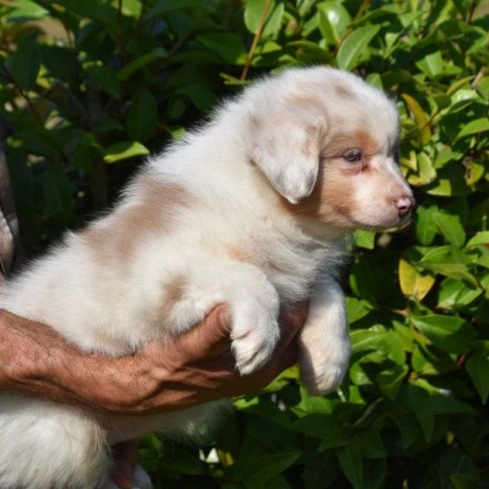 chiot Berger australien Rouge merle (yeux vairons) Thalia du Domaine de Keravel DOMAINE DE KERAVEL