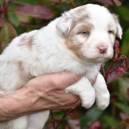 chiot Berger australien Rouge merle (yeux bleus) Thanos du Domaine de Keravel DOMAINE DE KERAVEL