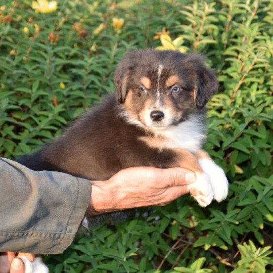 chiot Berger australien Noir tricolore (yeux noisettes) Théodore du Domaine de Keravel DOMAINE DE KERAVEL