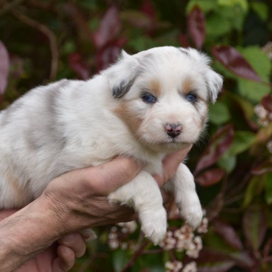 chiot Berger australien Bleu merle (yeux bleus) Tiago du Domaine de Keravel DOMAINE DE KERAVEL