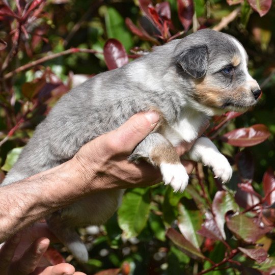 chiot Berger australien Seal Merle Atypique (yeux bleus) Tiera du Domaine de Keravel DOMAINE DE KERAVEL