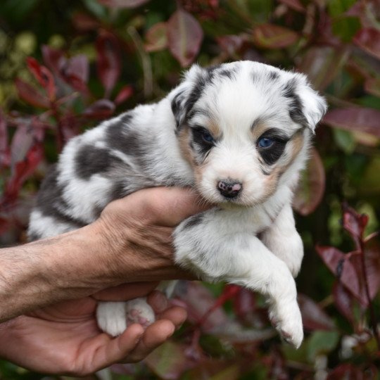 chiot Berger australien Bleu merle (yeux bleus) Toullan du Domaine de Keravel DOMAINE DE KERAVEL