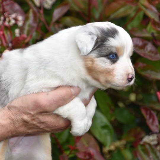 chiot Berger australien Bleu merle (yeux bleus) Tsipora du Domaine de Keravel DOMAINE DE KERAVEL