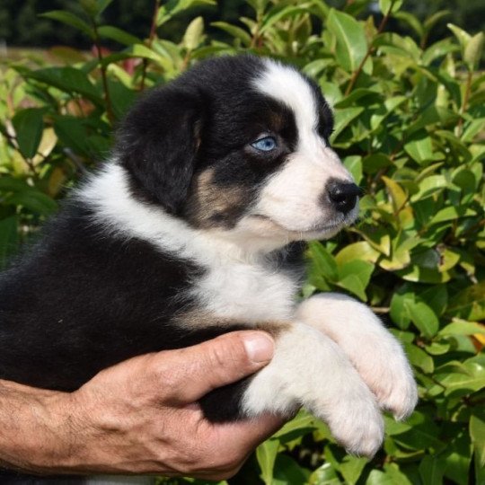 chiot Berger australien Noir tricolore (yeux vairons) Tuckie du Domaine de Keravel DOMAINE DE KERAVEL