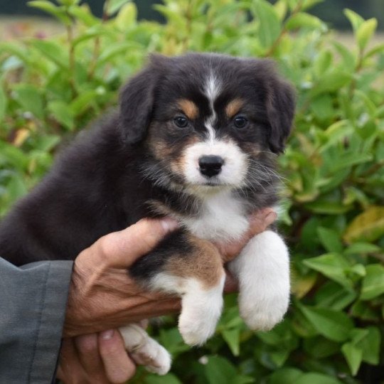 chiot Berger australien Noir tricolore (yeux noisettes) Twix du Domaine de Keravel DOMAINE DE KERAVEL