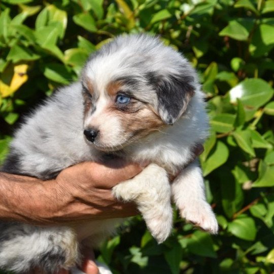 chiot Berger australien Bleu merle (yeux bleus) Ty Blue du Domaine de Keravel DOMAINE DE KERAVEL