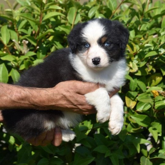 chiot Berger australien Noir tricolore (yeux bleus) Ty Devina du Domaine de Keravel DOMAINE DE KERAVEL