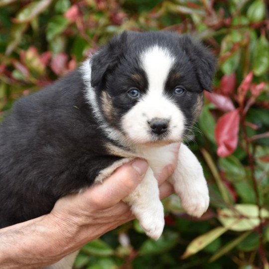 chiot Berger australien Noir tricolore (yeux noisettes) Tyno du Domaine de Keravel DOMAINE DE KERAVEL