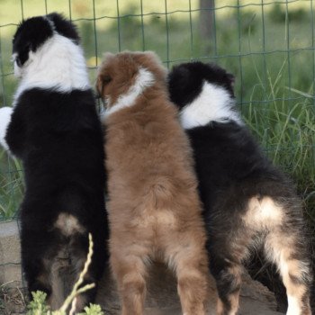 Réservation de votre chiot Berger Australien