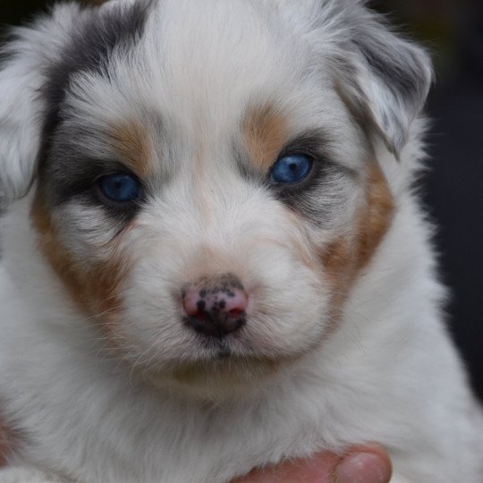 berger-australien-merle-yeux-bleu