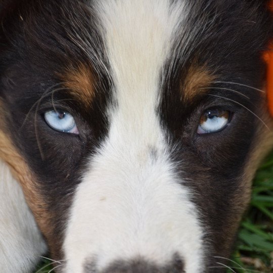 berger-australien-yeux-bleus