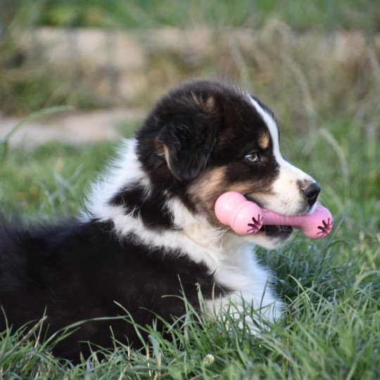 chiot-aussie