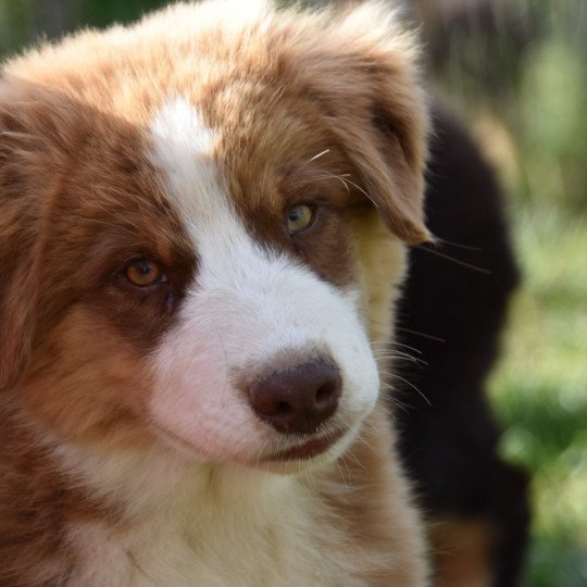 chiot-berger-australien-marron-blanc